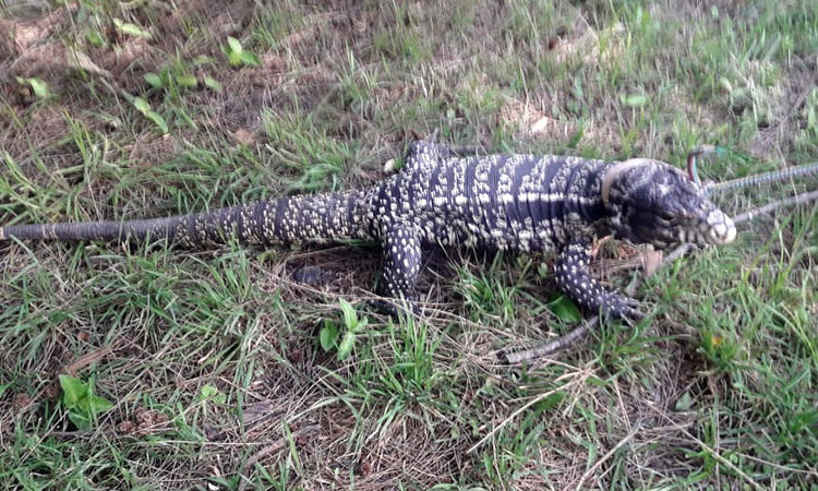 Defensa Civil de San Fernando capturó un lagarto overo en un domicilio y lo devolvió a su hábitat natural