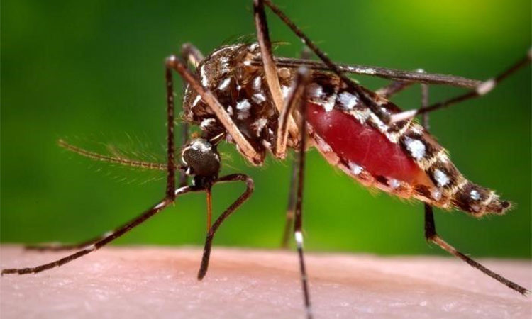 Si estás por viajar al exterior, Tigre te acerca recomendaciones para prevenir el Dengue, Zika y Chikunguña