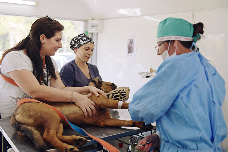 Zoonosis de San Fernando ya lleva castrado y vacunado más de 40 mil animales