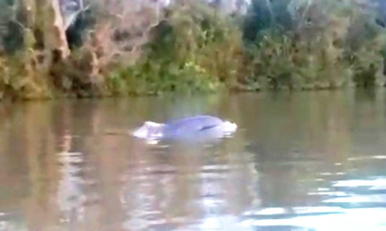 Apareció un delfín en el Delta de San Fernando, y el Municipio colabora en su búsqueda