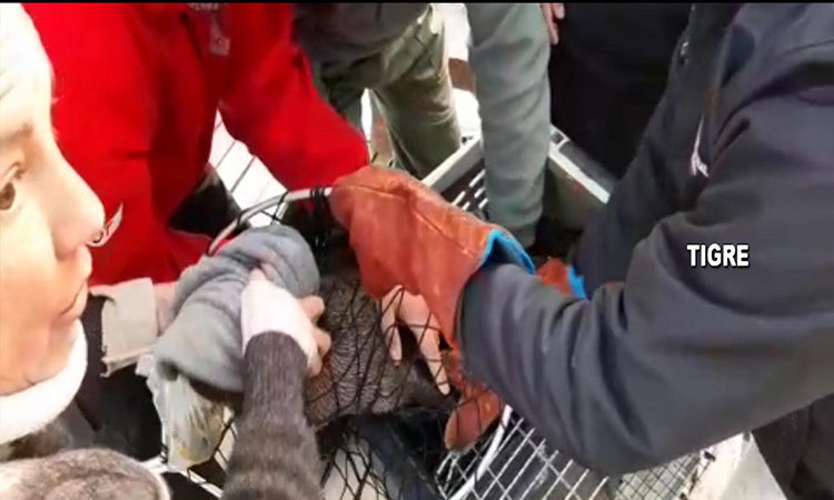 Personal de Defensa Civil y del Centro de Operaciones Tigre colaboró en el rescate de un lobo marino
