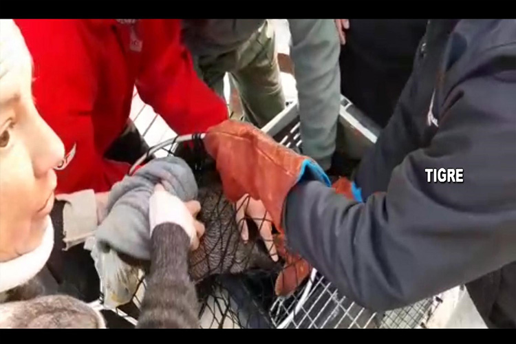Personal de Defensa Civil y del Centro de Operaciones Tigre colaboró en el rescate de un lobo marino