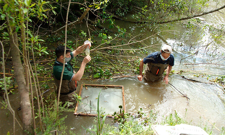 Delta: relevamiento de biodiversidad en el Centro de Interpretación de Humedales de Tigre