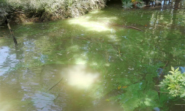 Aguas verdosas en el Delta: Tigre tomó muestras para investigar su situación actual