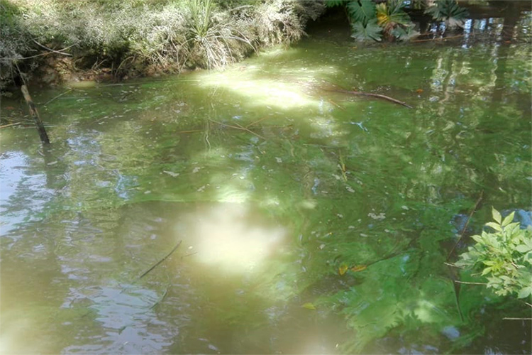 Aguas verdosas en el Delta: Tigre tomó muestras para investigar su situación actual