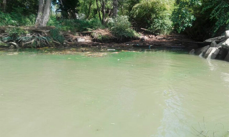 Cianobacterias: la directora general de Gestión Ambiental de Tigre advirtió que las aguas del río no son aptas para consumo ni uso recreativo