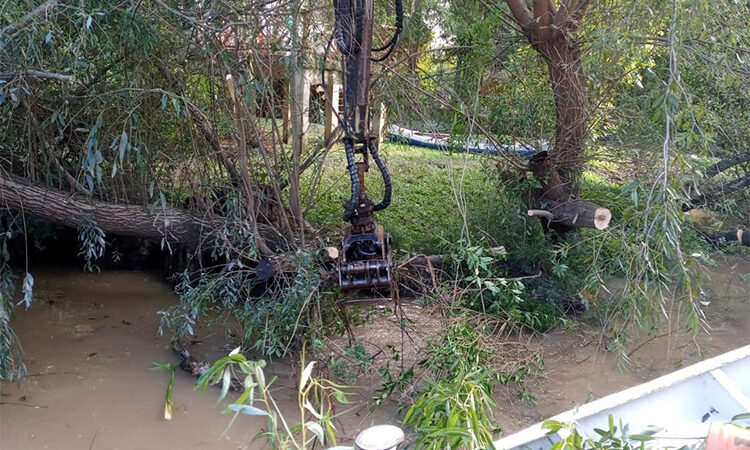 Delta de Tigre: el Municipio profundiza los trabajos de destronque y reparación de muelles, puentes y luminarias