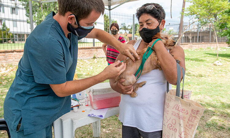 Zoonosis de San Fernando castró más de 8.000 perros y gatos en el último año