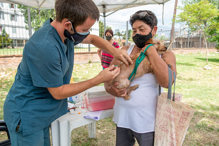 Zoonosis de San Fernando castró más de 8.000 perros y gatos en el último año