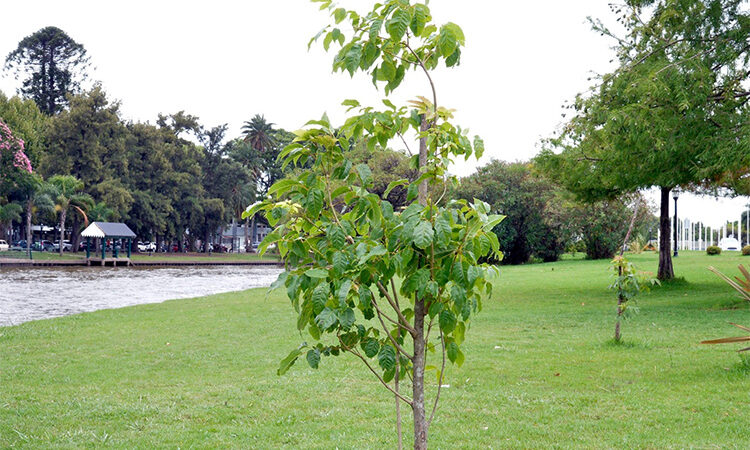 El Municipio de Tigre plantó más de 5.000 árboles nativos para promover un ambiente más sustentable dentro de la comunidad